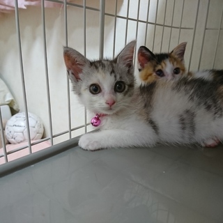 可愛い姉妹の里親募集してます！