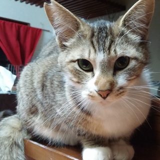 おバカ可愛い♥尻尾の長いキジ白くん