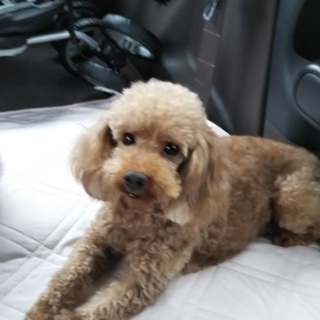 モカに家族ができました