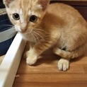 ちょっぴりビビり ルーンちゃん