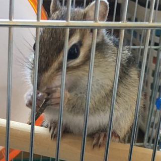 活発なシマリスです