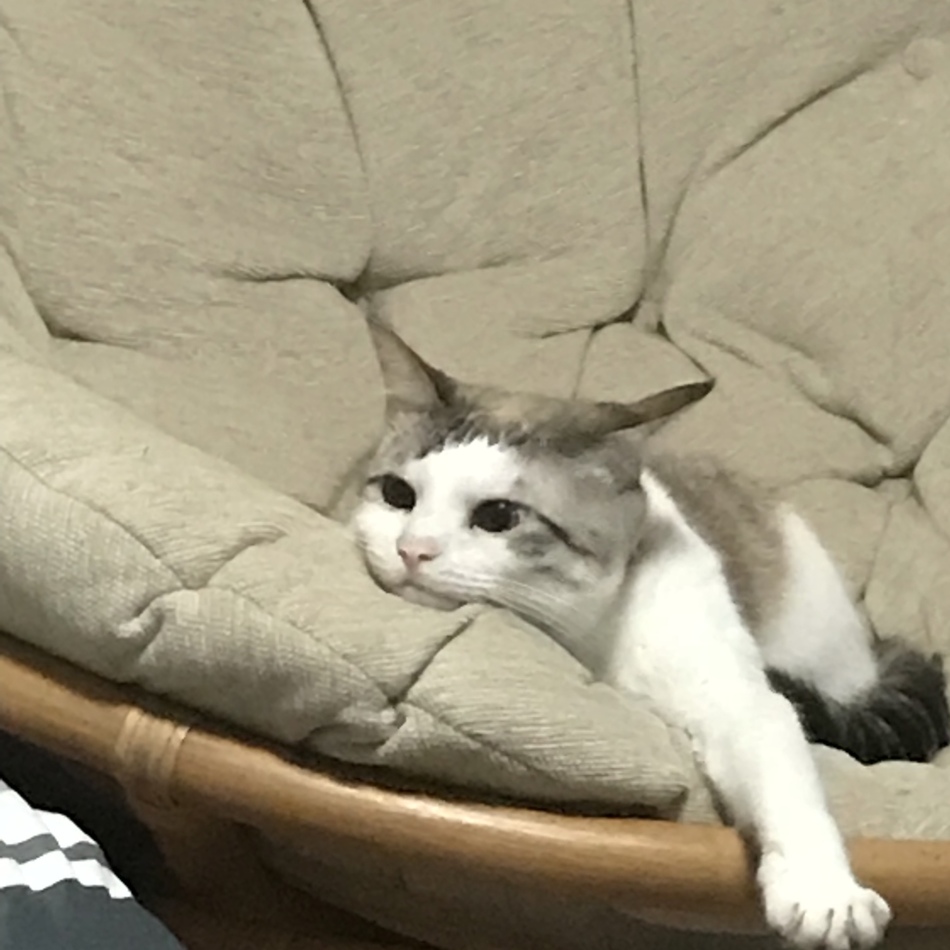 ペロたんのカバー写真