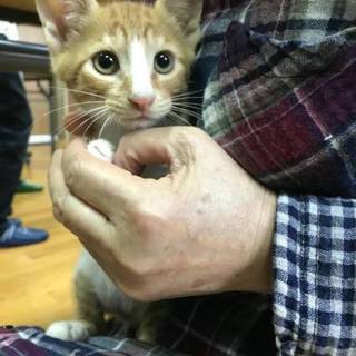 かわいい　茶白の　男の子です