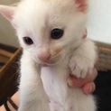 里親を探しています。