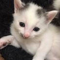 里親を探しています。