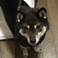 心愛