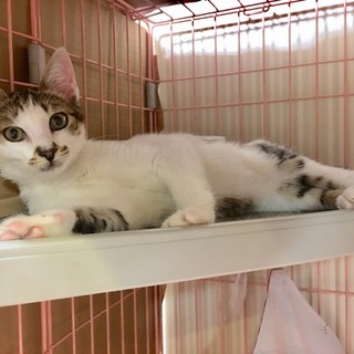 美猫☆ハチワレキジシロちゃん