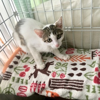 アイラインバッチリな美猫☆キジシロ君