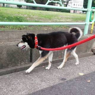 黒助君10歳静岡県仲間よりの紹介のお宅に。