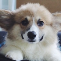 ちゃんこ
