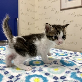 元気な子猫差し上げます。