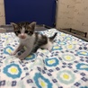 元気な子猫差し上げます。 サムネイル2