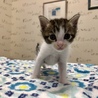 元気な子猫差し上げます。 サムネイル3