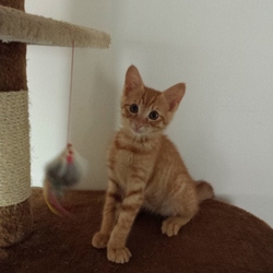 子猫がやってきた　６　１month