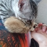 これは俺のニャ！