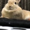 りゅうやポン