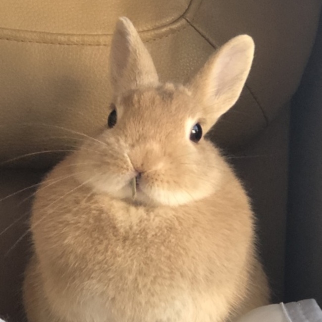 りゅうやポンのカバー写真