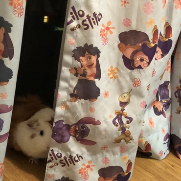 キューリください-(๑☆‿ ☆#)ᕗ