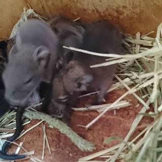 6/14、6/17　計9匹　デグー赤ちゃん