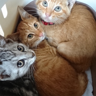 子猫４頭と母猫１頭里親募集！