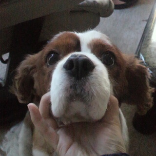 甘えん坊のキャバリアです