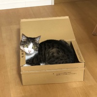 チロル