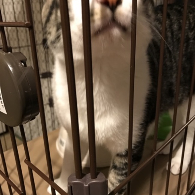 だいこたのカバー写真