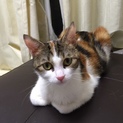 とても賢いスコティッシュの女の子です。