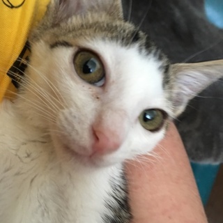 前髪ぱっつん♪ 涼しげな目元の美猫・マームちゃん