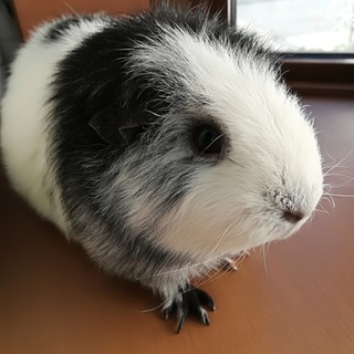 キュン鳴きする女の子のモルです！