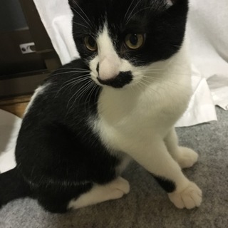 人懐っこいハチワレおてんば娘です