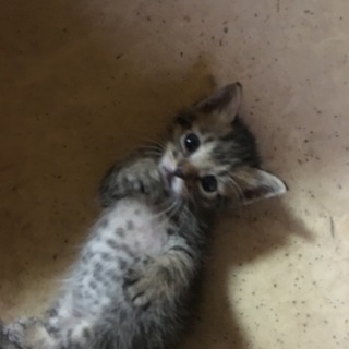 可愛いキジ猫ちゃん