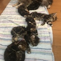 スコティッシュとアメリカンカールのMIX子猫