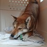四国犬の辰馬くん里親募集中です サムネイル2