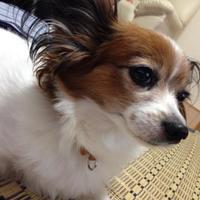 パッピーちゃん