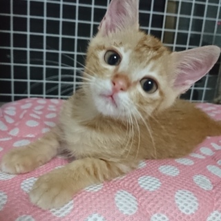 小ぶりの甘えん坊☆膝のり男の子