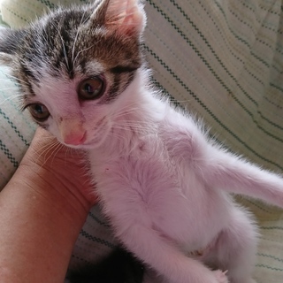 野良子猫保護しています。