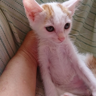 野良子猫保護しています。