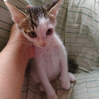 野良子猫保護しています。