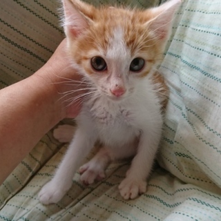 野良子猫保護しています。