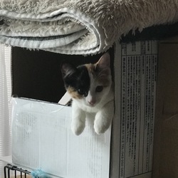ちょこん