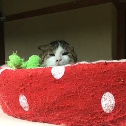 猫の譲渡会　子猫から大人猫まで　優しい元ボス猫ぶんぶんくんも参加！ サムネイル2