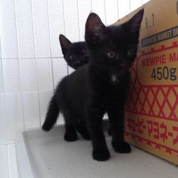 猫の譲渡会　子猫から大人猫まで　優しい元ボス猫ぶんぶんくんも参加！ サムネイル3