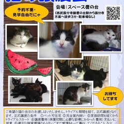 猫の譲渡会　子猫から大人猫まで　優しい元ボス猫ぶんぶんくんも参加！