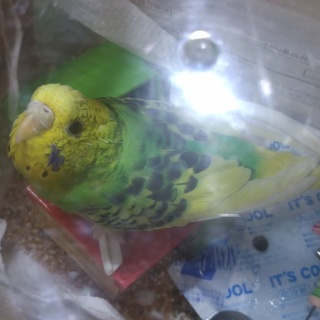 [急募]セキセイインコ♀