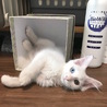 トライアルへ。真っ白半長毛オッドアイの女の子 サムネイル2