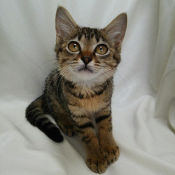 第13回　とだニャン　猫里親会開催