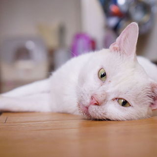 高齢者OKかわいらしいおじいちゃん猫ビヤンくん