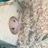 はむずん