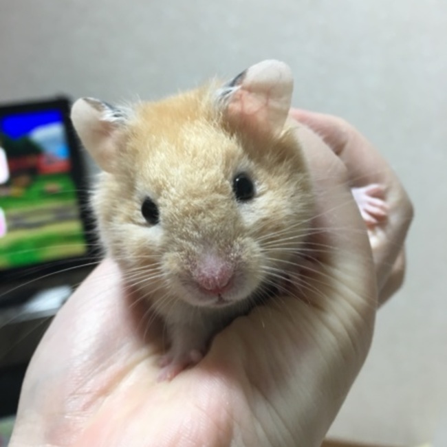 はむずんのカバー写真